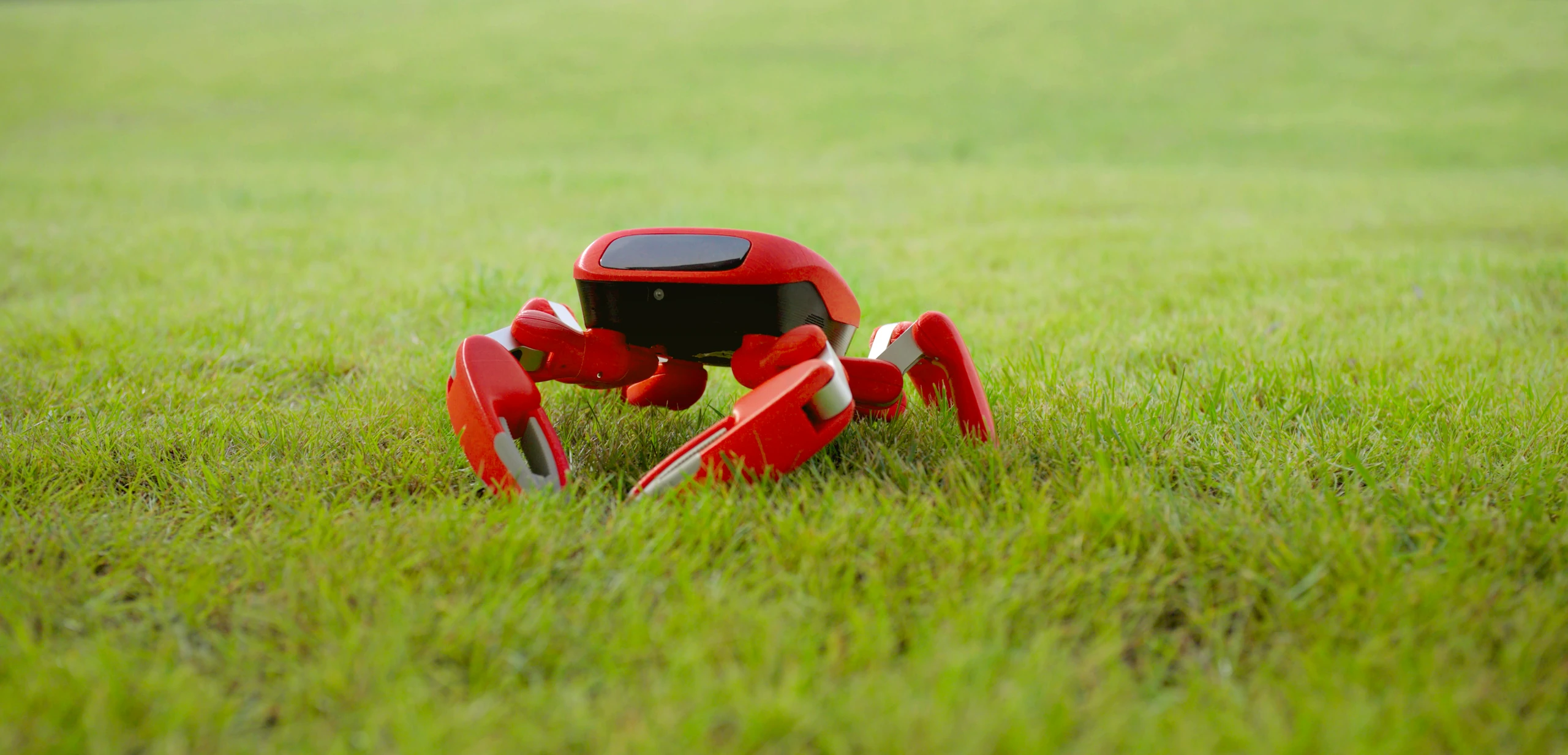 Red Jumper crab robot exploring a green lawn